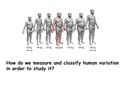 Ppt Human Variation Powerpoint Presentation Free Download Id1185880