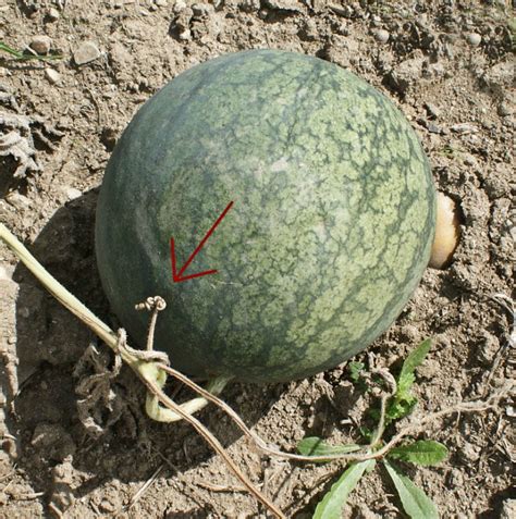 How can you tell if a watermelon is ripe? When Are Watermelons Ready - Budapestsightseeing.org