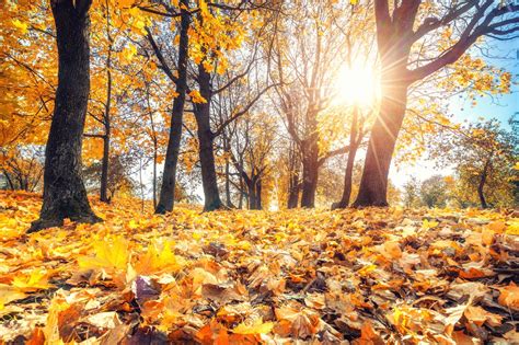 Autumn How To Improve Your Soil In Autumn Saga Autumn Season Of