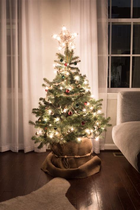How To Take Care Of A Potted Christmas Tree The Right Way