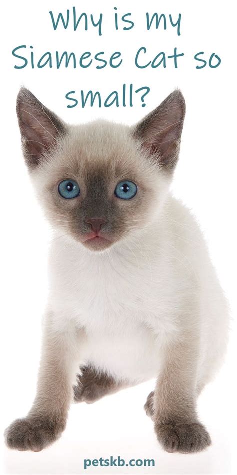 Siamese is considered to be one of the oldest breed which originated in siam which is now referred to as thailand. Why Is My Siamese Cat So Small? • The Pets KB in 2020 ...