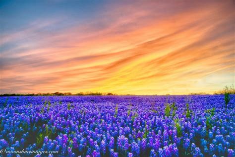 Everything You Need To Know About Texas Bluebonnets