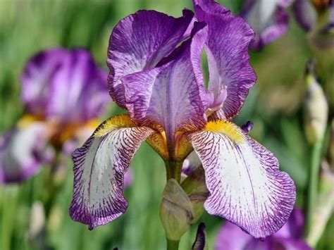 Iris Flower Meaning And Unbelievable Symbolism Florgeous