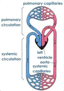 Circulatory system in various groups of animals can be classified as follows Circulation - Mammals
