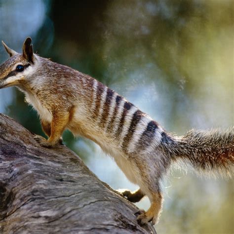 Top 166 Animals In Danger Of Extinction In Australia