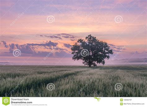 A Lone Tree Standing On A Crop Field In Warm Light Stock Image Image