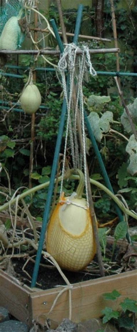 Growing Spaghetti Squash In The Garden