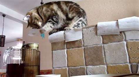 Stealthy Cat Steals Breakfast Animals And Nature Video Ebaums World