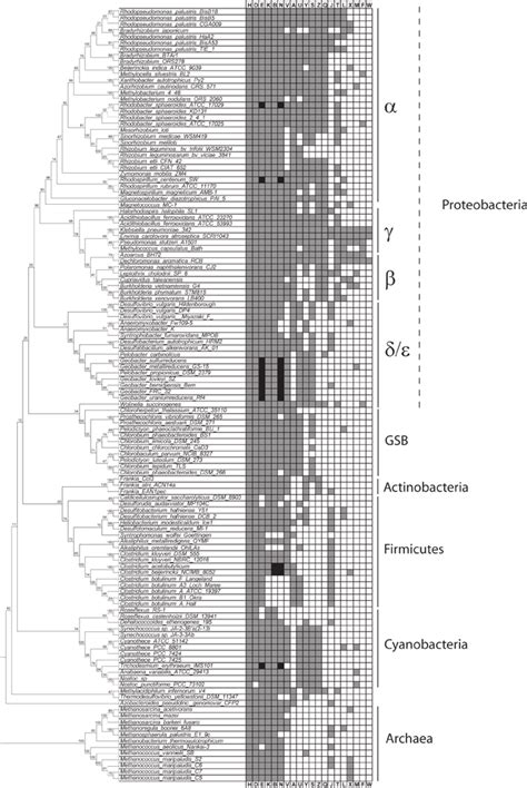 6 The Distribution Of Nif Genes Within 124 Diazotrophic Bacteria And