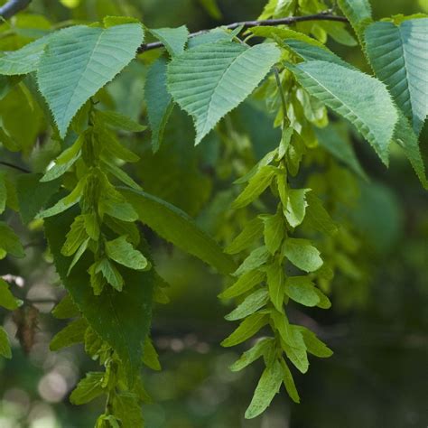 Carpinus Caroliniana Ironwood Hornbeam Musclewood Or Blue Beech