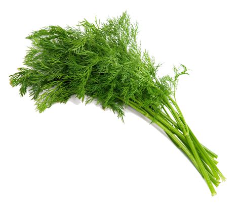 Dill Herbs A Pack Organic Livestock And Crops Owners Association Of
