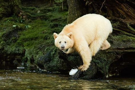 Kermode Spirit Bear Facts Habitat Diet Pictures