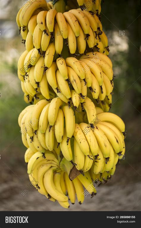 Banana Tree Bunch Image And Photo Free Trial Bigstock