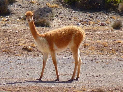 Gratis Billeder Dyr Dyreliv Uld Fauna Peru Lama Hvirveldyr