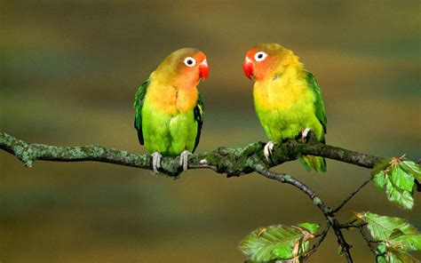 Two Lovebirds For Parrots Background