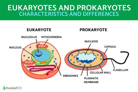 The Difference Between Eukaryotic And Prokaryotic Cells Explanation With Diagrams