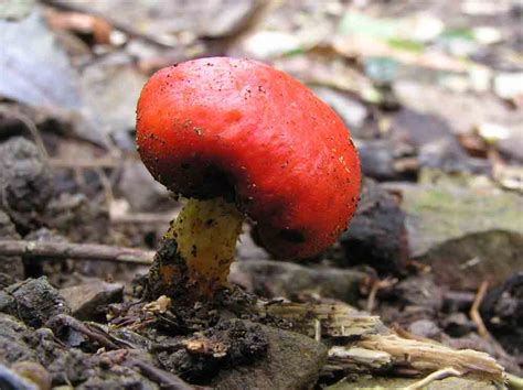 Free learning resources for students covering all major areas of biology. Reproduction in Fungi: Vegetative, Asexual and Sexual Methods