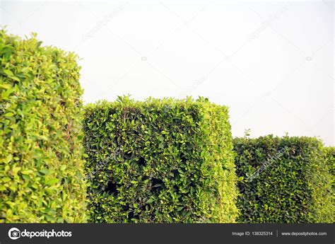 Square Bushes In A Park Stock Photo By ©theosid 138325314