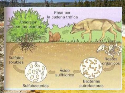 Ciclo Del Azufre