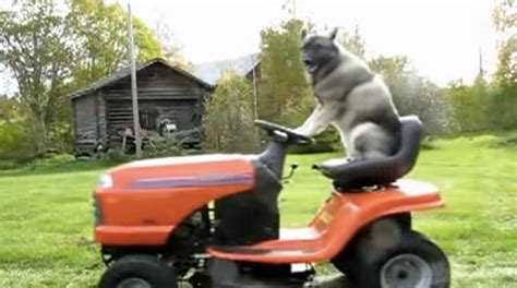 Dog Driving Tractor Causes Major Traffic Jam The Week In Weird News