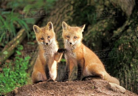 Red Fox Pup In Front Of Den Vulpes Vulpes Stock Photo Dissolve
