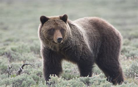 Scientists Activists Say Its Too Soon To Hunt Grizzly Bears