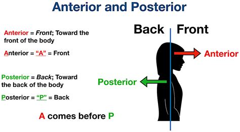 Anatomical Position Anterior Posterior