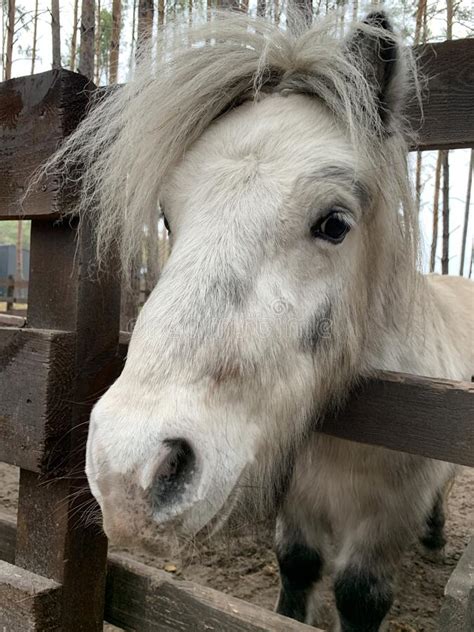 Little Horse Behind A Wooden Fence Pony In The Woods Behind The Fence