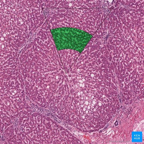 Liver Histology Structure Cells And Characteristics Kenhub