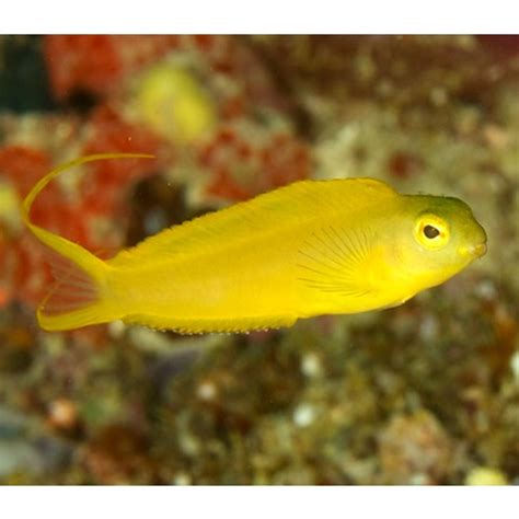 Pin On Gobies And Blenny Fishes