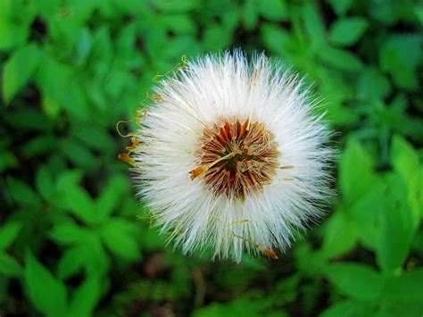 Free Images Nature Dandelion Leaf Flower Petal Bloom Summer