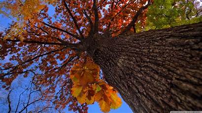 Tree Oak Autumn Hdr 4k Ultra Desktop