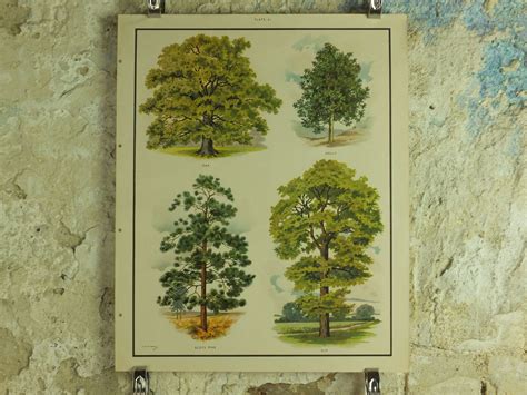 Original Vintage British Trees Macmillan Educational Poster Etsy Uk