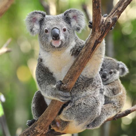 Koala Bear Speakzeasy