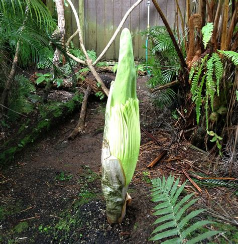A corpse flower isn't really a single flower. Rare "Corpse flower" bloom begins in Hilo, Hawaii