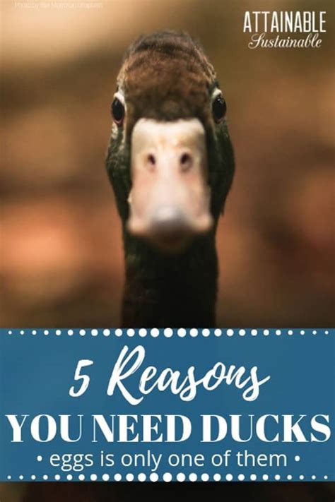 Raising Ducks For Eggs Plus Four More Reasons To Keep Ducks