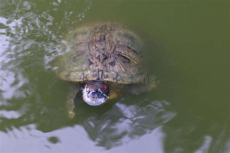 Turtle Turtles Floating Swam On The Surface Water Freshwater Turtle