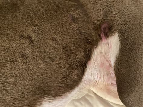 The Most Common Causes Of Bald Spots On Dogs Palos Animal Hospital