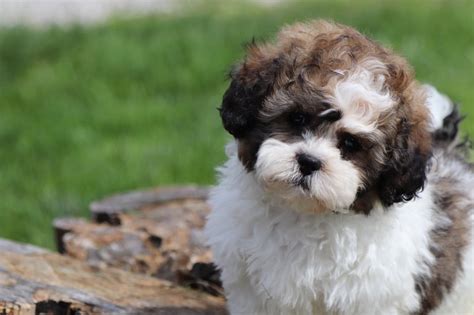 Get healthy pups from responsible and professional breeders at puppyspot. Casey - Handsome Shih-Poo Puppy - Puppies Online