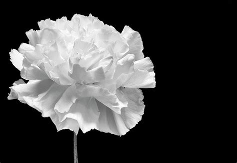 Black And White Carnation Photograph By Kelly Weber Fine Art America