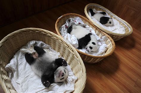 Baby Pandas Sleeping In Baskets Time