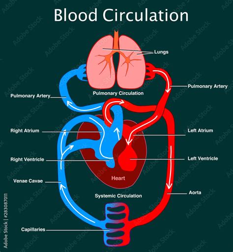 Heart Blood Flow Through The Circulatory System