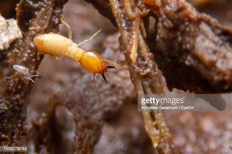Swarming Termites Photos And Premium High Res Pictures Getty Images
