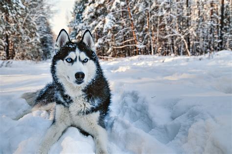 About The Breed Siberian Husky Highland Canine Training