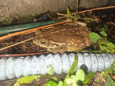 Sapo Común Rhinella Arenarum Ecoregistros