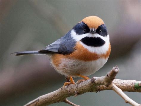 Black Throated Tit Ebird