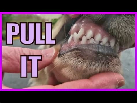 Your puppy has 28 milk teeth. Deciduous Canine Extraction | FunnyDog.TV