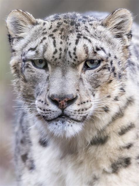 Portrait Of An Adult Snow Leopard Stock Photo Image Of Dangerous