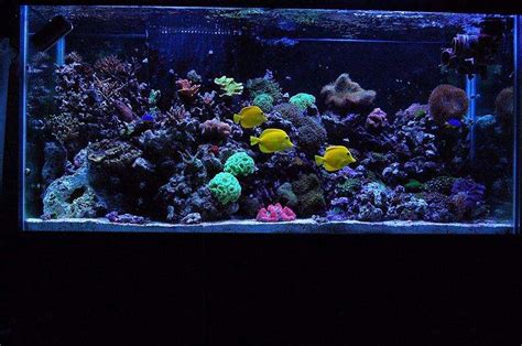 Photo 1 My 90 Gallon Reef In The Tank 3 Yellow Tangs