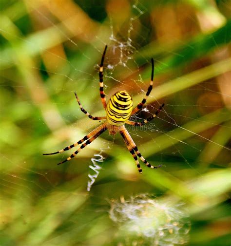 Yellow Striped Spider Stock Image Image Of Predator Embroidery 6296609